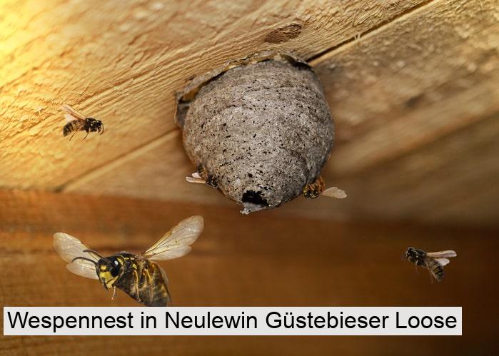 Wespennest in Neulewin Güstebieser Loose